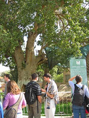 arbre de Zachée