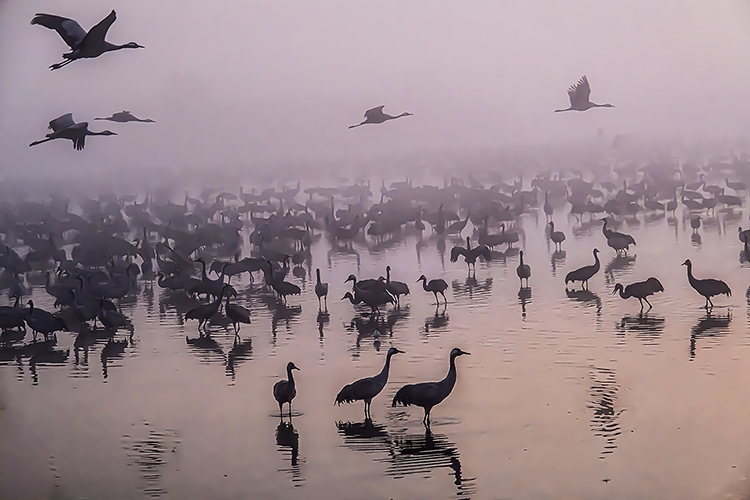 grues hivernantes