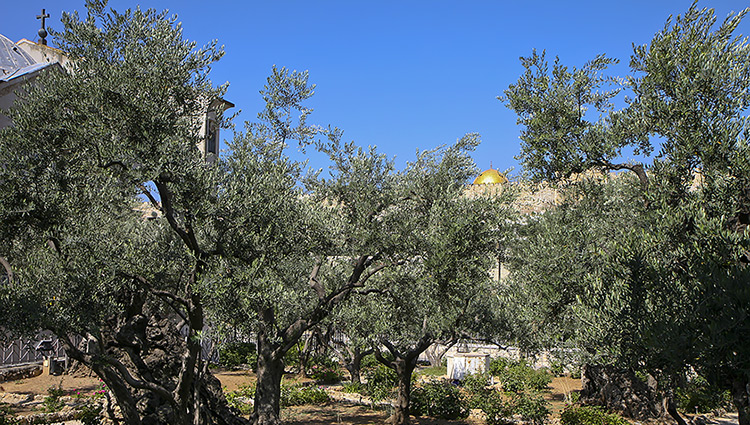 jardin de Gethsémani