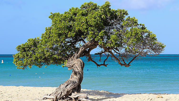arbre devant la mer