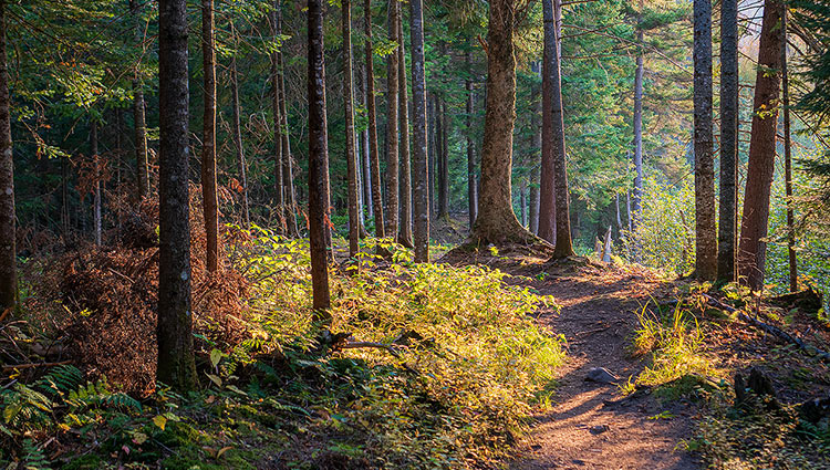 sentier forestier