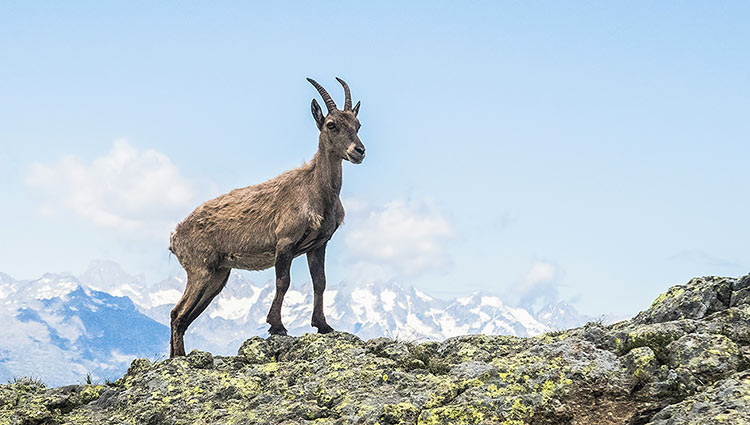 chèvre de montagne
